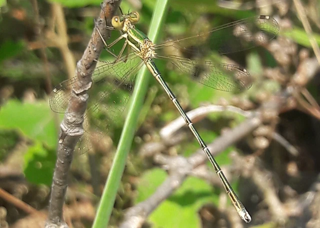 Lestes barbarus - foltosszárnyjegyű rablószitakötő