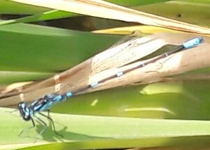 Coenagrion pulchellum - karcsú légivadász