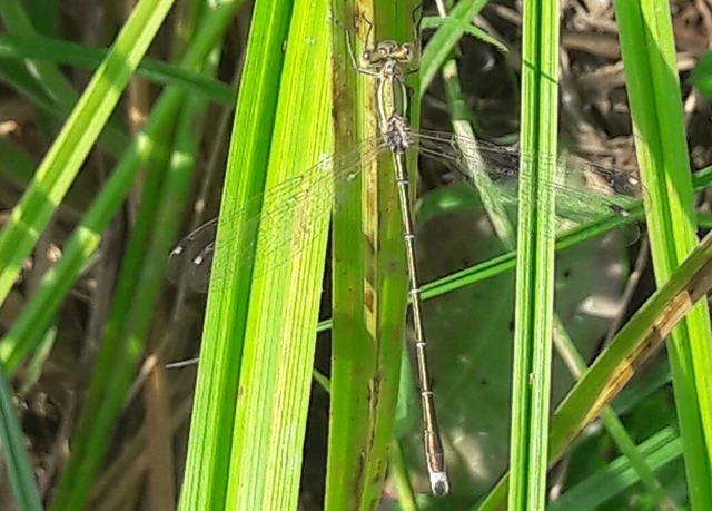 Lestes barbarus - foltosszárnyjegyű rablószitakötő