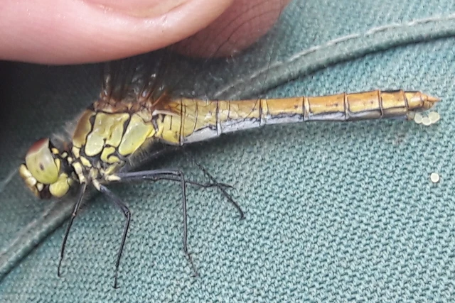 Sympetrum sanguineum - vörös katona-szitakötő