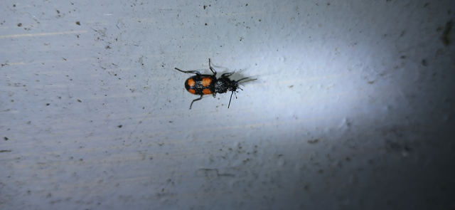 Panagaeus bipustulatus - kis keresztesfutó