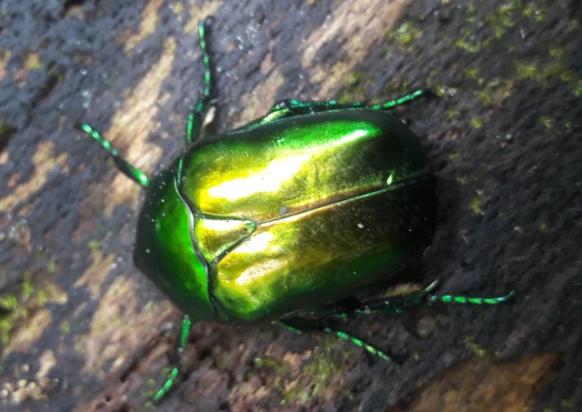 Protaetia speciosissima - pompás virágbogár
