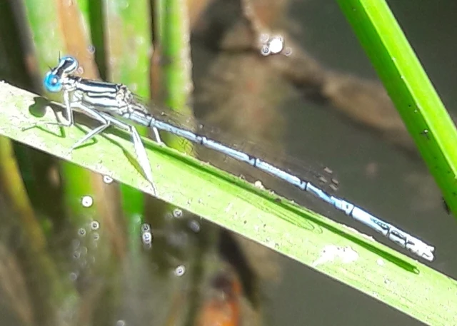 Platycnemis pennipes - széleslábú szitakötő