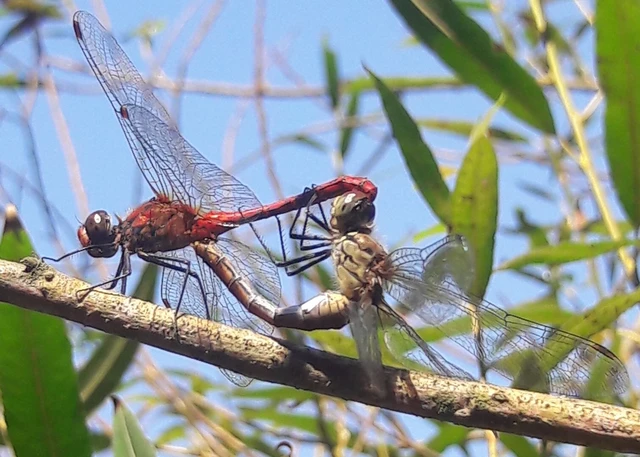 Sympetrum sanguineum - vörös katona-szitakötő