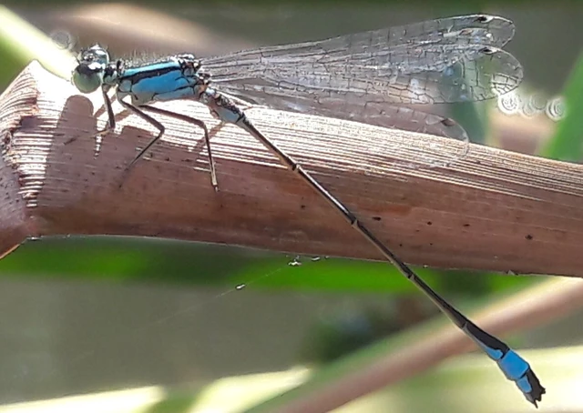 Ischnura elegans pontica - kéköves légivadász