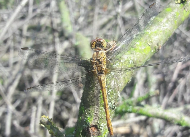 Sympetrum meridionale - fakó katona-szitakötő