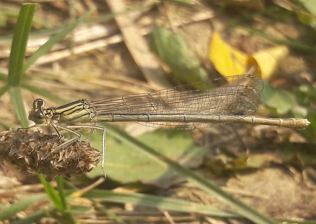 Platycnemis pennipes - széleslábú szitakötő