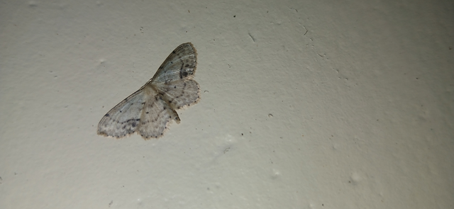 Idaea dimidiata - gyakori apróaraszoló