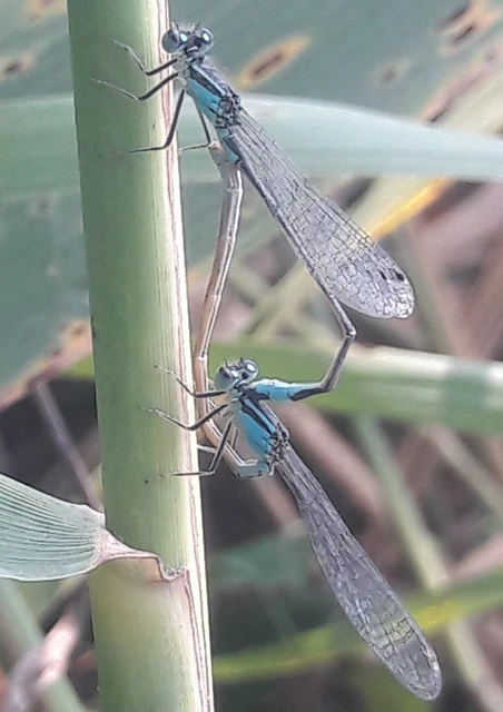 Ischnura elegans pontica - kéköves légivadász