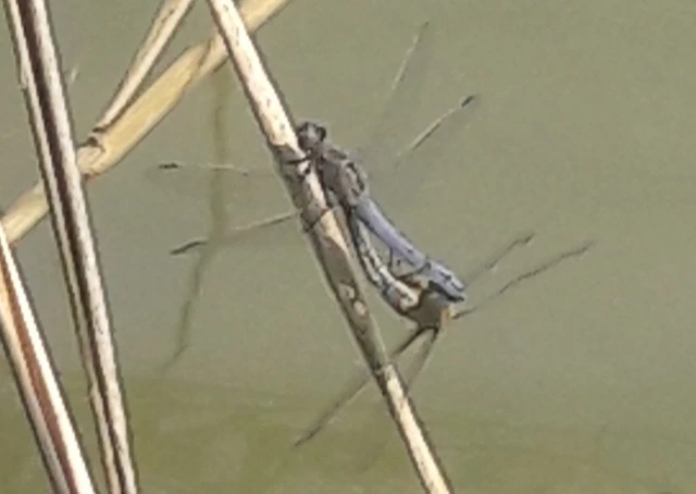 Orthetrum cancellatum - feketefarkú pásztorszitakötő