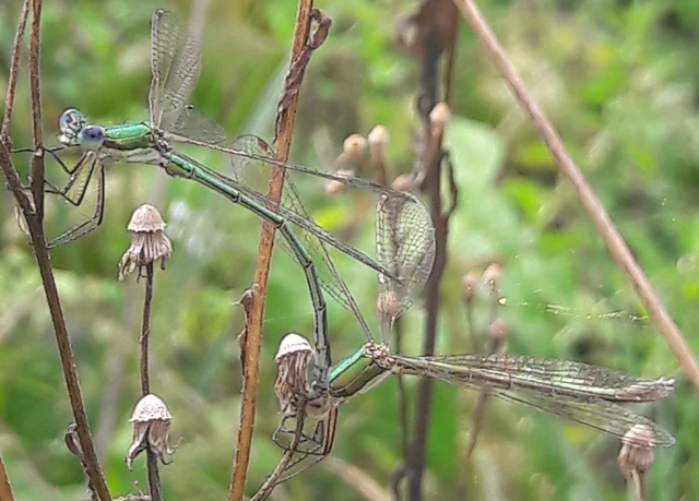 Lestes virens vestalis - kis rablószitakötő