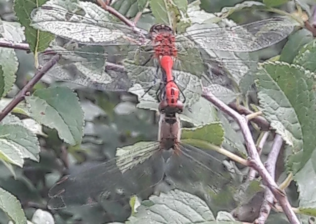 Sympetrum sanguineum - vörös katona-szitakötő