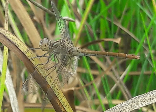 Sympetrum meridionale - fakó katona-szitakötő