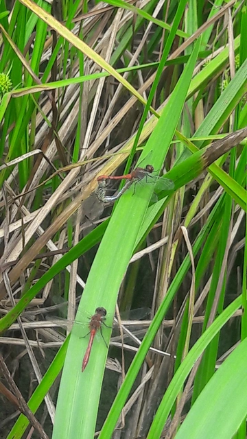Sympetrum sanguineum - vörös katona-szitakötő