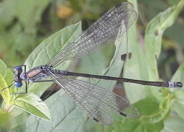 Lestes sponsa - lomha rablószitakötő