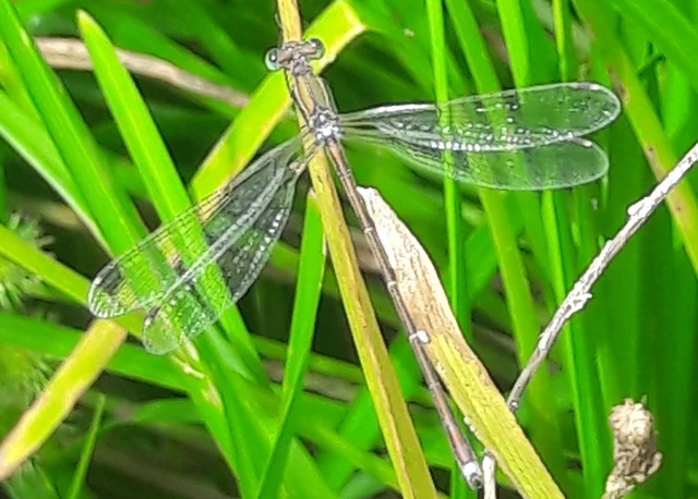 Lestes barbarus - foltosszárnyjegyű rablószitakötő