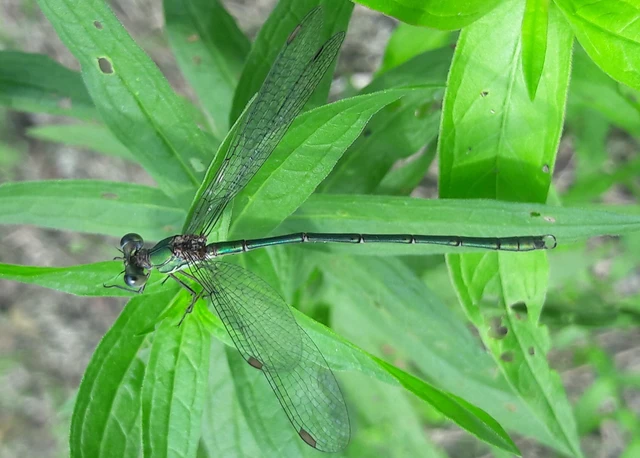 Chalcolestes viridis - nyugati zöld-rablószitakötő