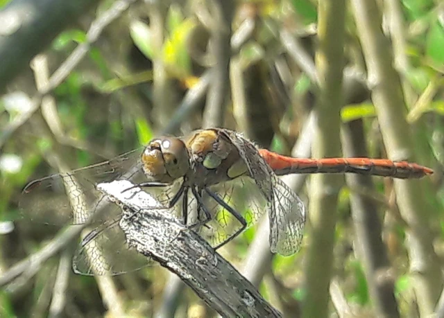Sympetrum striolatum - harántsávos katona-szitakötő