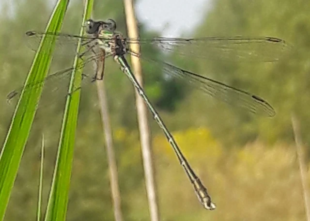 Chalcolestes viridis/parvidens
