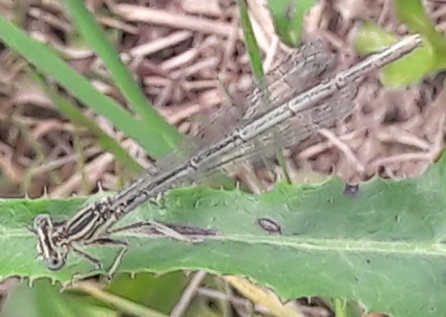 Platycnemis pennipes - széleslábú szitakötő