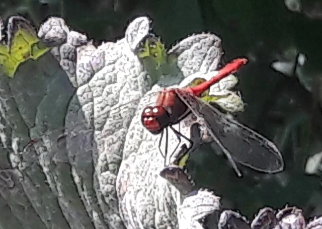 Sympetrum sanguineum - vörös katona-szitakötő