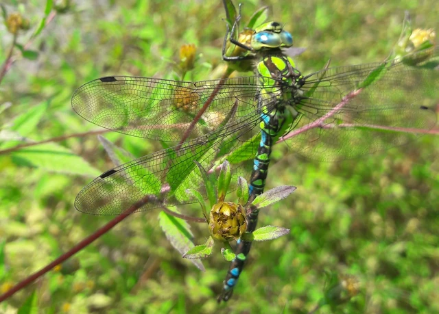 Aeshna cyanea - sebes karcsúacsa