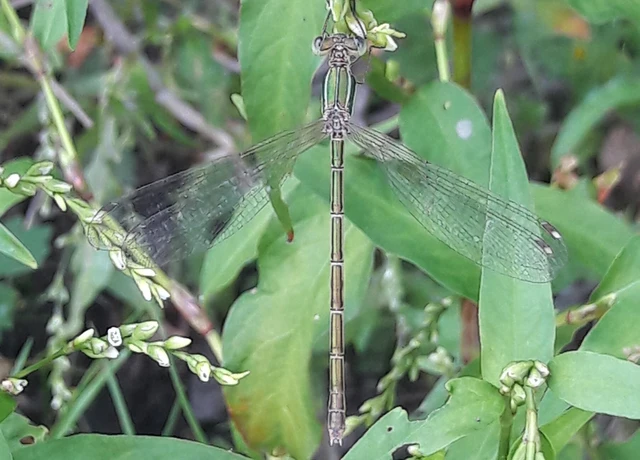 Lestes barbarus - foltosszárnyjegyű rablószitakötő