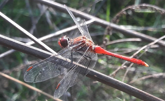 Sympetrum sanguineum - vörös katona-szitakötő
