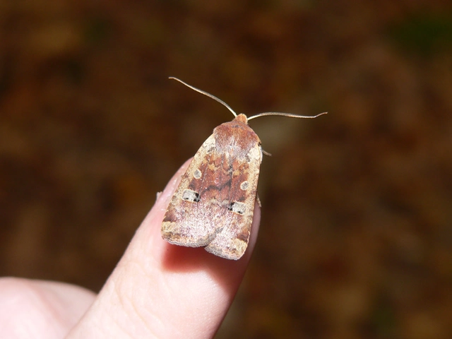 Conistra erythrocephala - vörösfejű őszibagoly