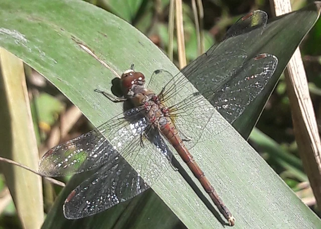 Sympetrum striolatum - harántsávos katona-szitakötő
