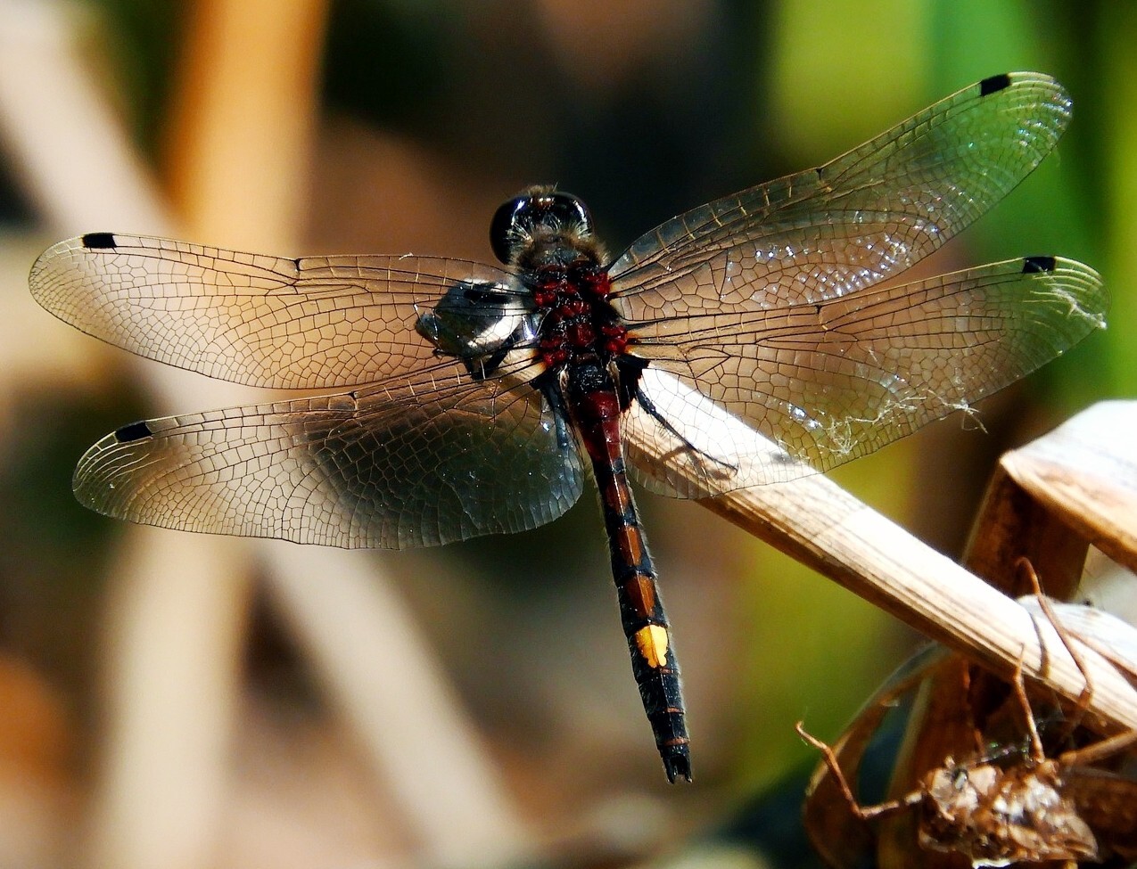 Leucorrhinia pectoralis - lápi álarcos-szitakötő
