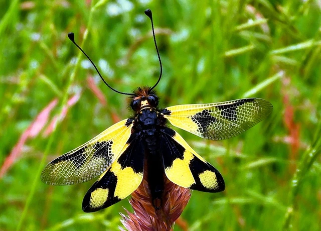 Libelloides macaronius - keleti rablópille