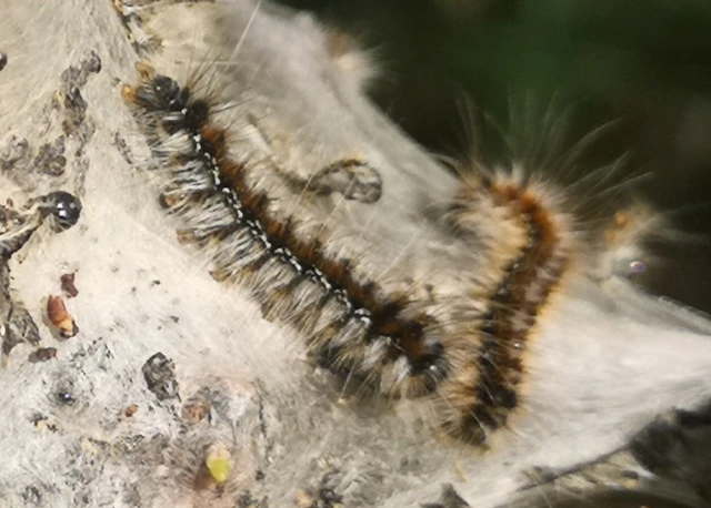 Eriogaster catax - sárga gyapjasszövő