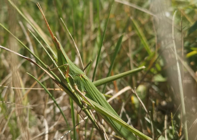 Acrida ungarica - sisakos sáska Acrida ungarica - sisakos sáska
