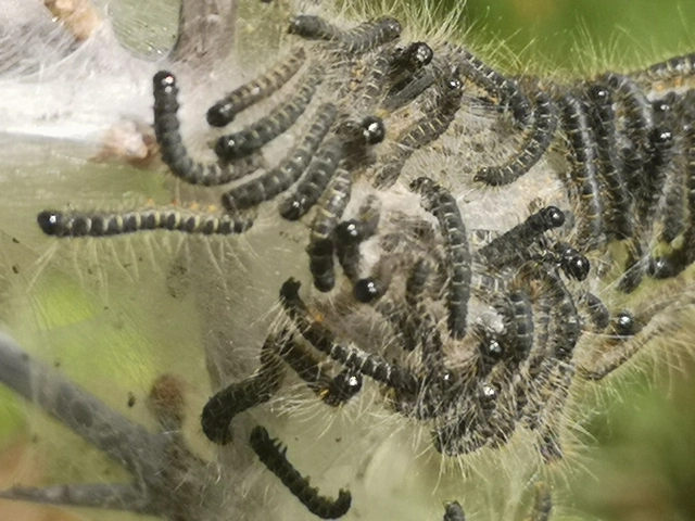 Eriogaster lanestris - tavaszi gyapjasszövő