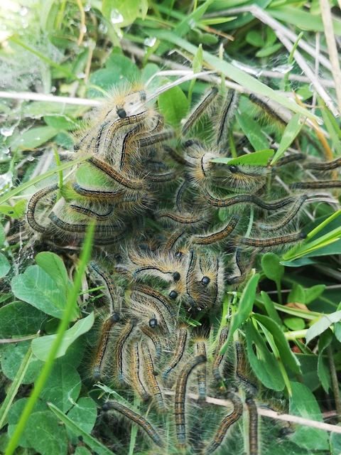 Malacosoma castrensis - kutyatejszövő