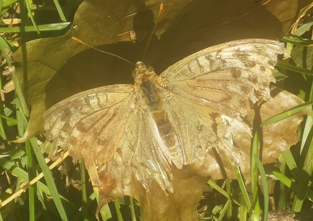 Argynnis pandora - zöldes gyöngyházlepke