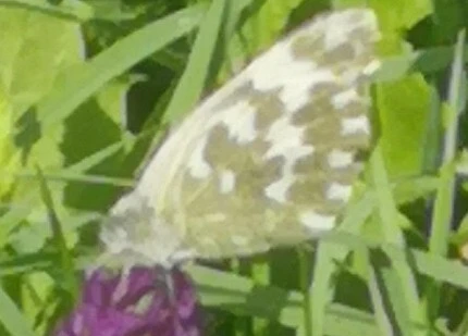 Pontia edusa - rezedalepke