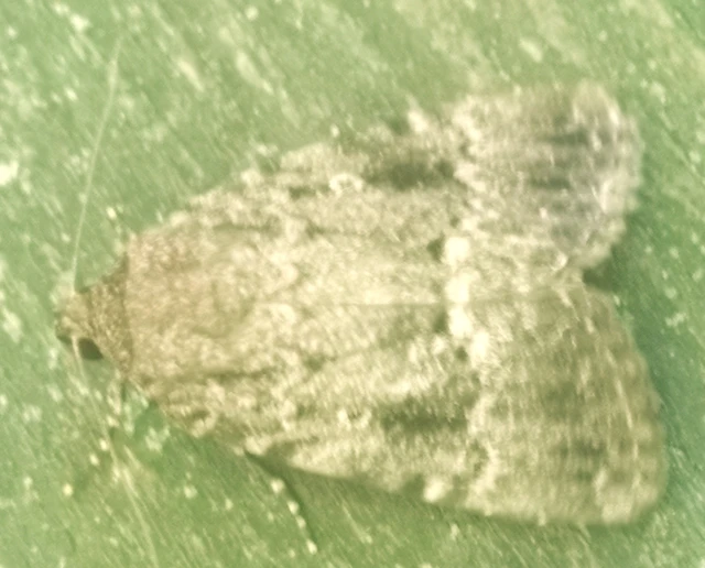 Amphipyra pyramidea - fahéjszínű bagoly