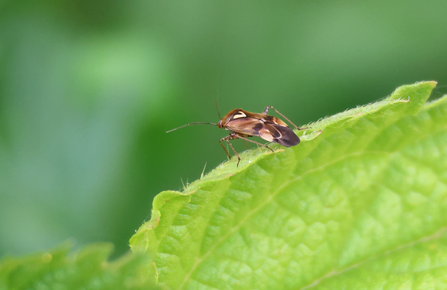 Lygus pratensis - változó mezeipoloska
