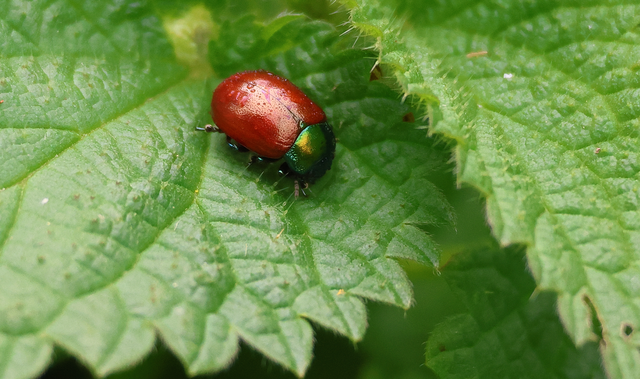 Chrysolina polita - réti mentalevelész Chrysolina polita - réti mentalevelész