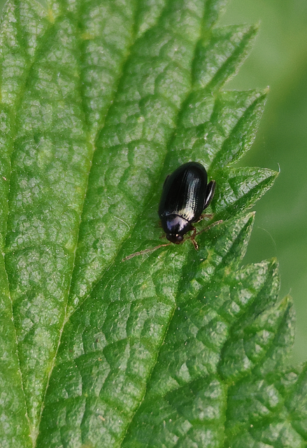 Psylliodes chrysocephala - repce-földibolha