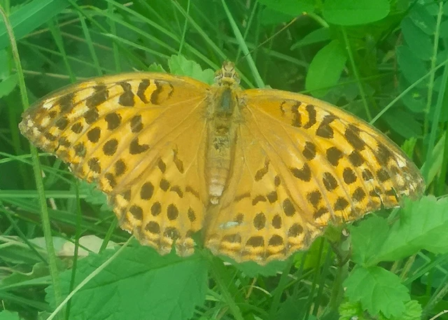 Argynnis paphia - nagy gyöngyházlepke