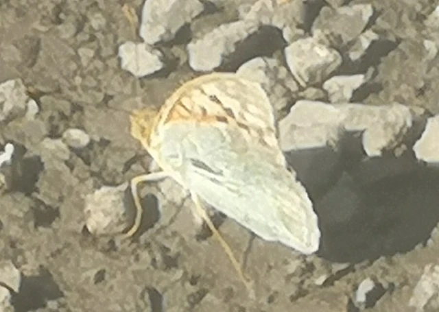 Argynnis pandora - zöldes gyöngyházlepke