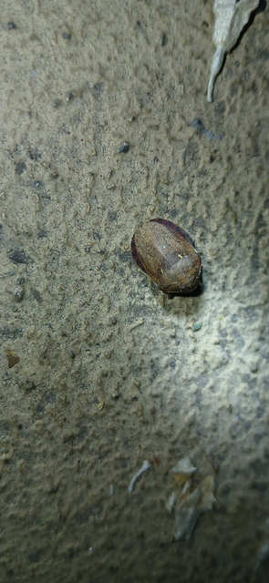 Eurygaster Eurygaster