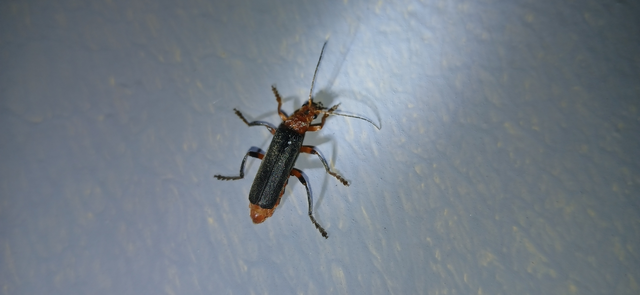 Cantharis livida - mezei lágybogár
