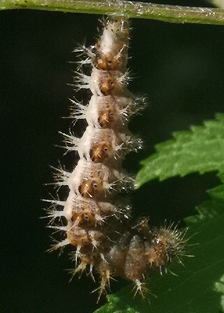 Nymphalis c-album - C-betűs lepke