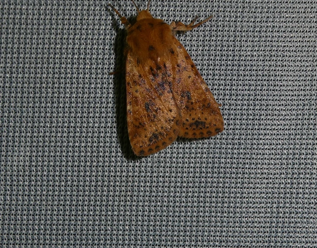 Conistra rubiginea - vörös őszibagoly