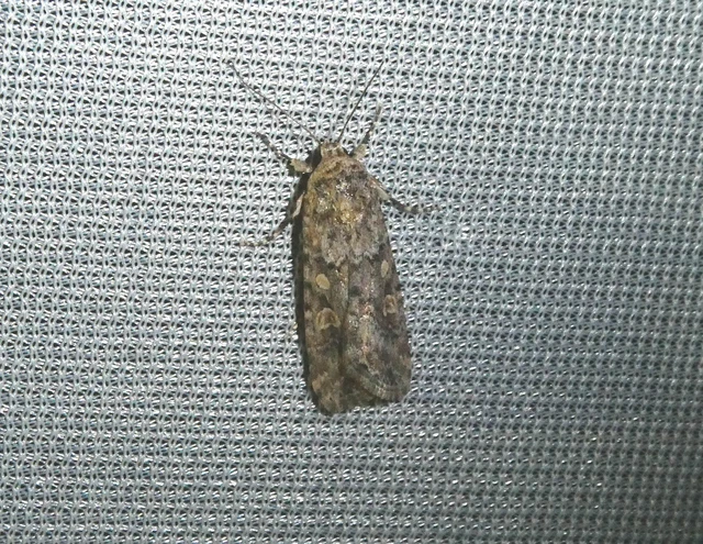 Spodoptera exigua - apró jegyesbagoly