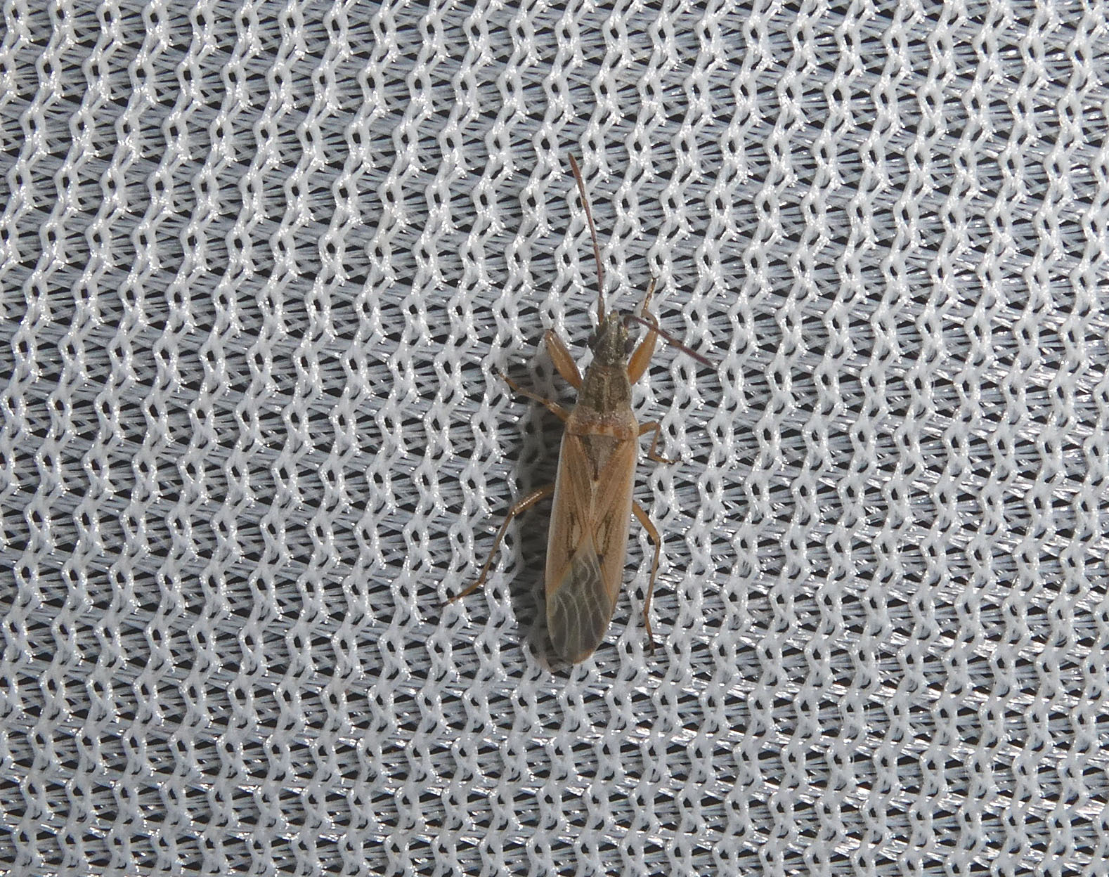 Paromius gracilis